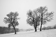 trois arbres en hiver