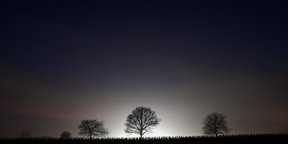 arbre dans la nuit